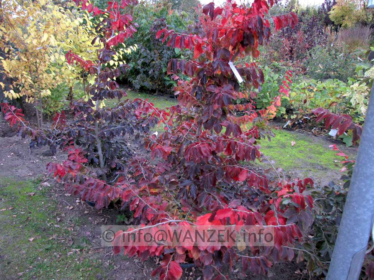 Parrotia persica Vanessa 02 + Bella Herbstfaerbung.JPG